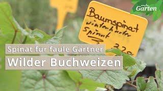 Buchweizen pflanzen  Spinat für faule Gärtner  MDR [upl. by Arelus]