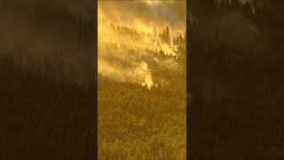 Pearl Fire Wildfire burns northwestern Colorado forest [upl. by Hafital]