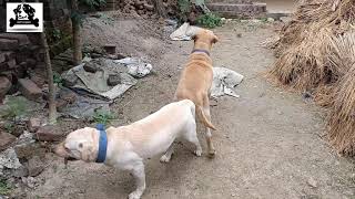 How To Breed  Mating Labrador Retriever Dogs  PuppyOnly For Education Purpose  KUTTA GHAR [upl. by Pinter]