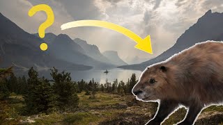 HOW do beavers help the environment [upl. by Aznarepse]