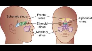 Respiratory System Pathologies for Massage Therapists [upl. by Eirret]