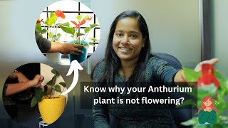 Anthurium Care Tips  Tips To Get More Blooms In Anthurium [upl. by Lemmor]