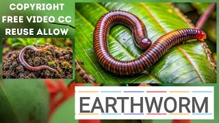 EarthWorm Copyright Free Video  Footage Free Stock [upl. by Hartwell]