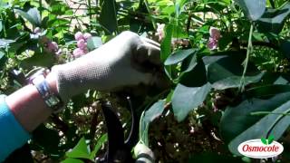 How To Prune the Akebia Vine Chocolate Flower Vine [upl. by Apostles]