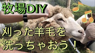 そのまま使うのはNG！【牧場DIY】刈りたての羊毛を洗おう！ [upl. by Neelram]