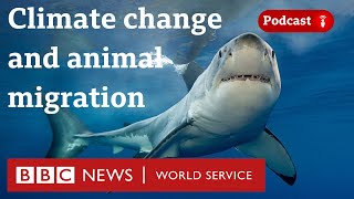 Why protecting animal migrations could help the planet  The Climate Question BBC World Service [upl. by Noicpecnoc]