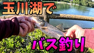 バス釣り 愛媛県玉川湖 [upl. by Jamin]