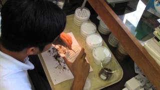 Germination and tetrazolium test timelapses 2012 [upl. by Erbas139]