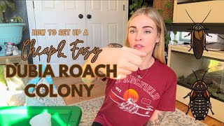 How Set Up A Dubia Roach Colony  Breed Your Own Feeders For Your Reptiles [upl. by Batha271]