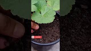 hollyhock plant care and fertilizer shorts hollyhock fertilizers [upl. by Hareehahs]