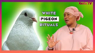 White Pigeon Ritual For Attraction Wealth Long Life amp Bareness  Powerful Rituals [upl. by Eibo828]