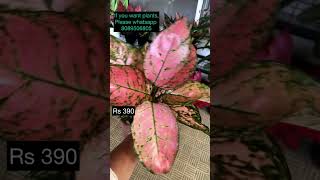 Aglonema plants for sale aglonemaplantsforsale [upl. by Ahsercel]