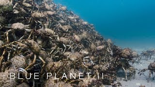 An army of spider crabs shed their shells  Blue Planet II Episode 5  BBC [upl. by Iveson]