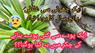 Beautiful Flower Plant Spider Lilly Grow From Bulb How to Recover Dead plant [upl. by Alegnatal]