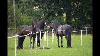 THREE FRIESIAN HORSES MEET FOR THE FIRST TIME [upl. by Ahsilad970]