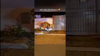 Um leão em Osasco [upl. by Oderfliw28]