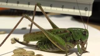 Grasshopper eating rye Mouthparts MACRO Full HD [upl. by Sommer]