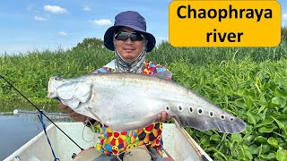 Fishing the Chaophraya river Bangkok Thailand for Clown featherback  Knife fish ultra light lures [upl. by Pry]