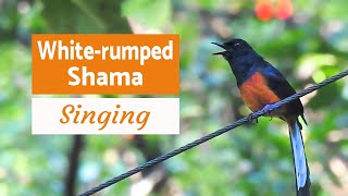 White Rumped Shama singing its beautiful song from Nilgiris of India birdcalls [upl. by Burton]