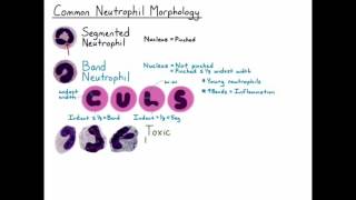 Neutrophil Morphology HD [upl. by Bein653]