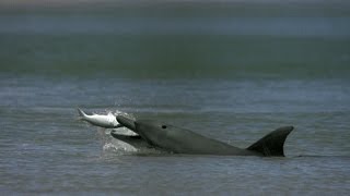 Dolphins Help Fishermen Catch Fish [upl. by Patterman699]