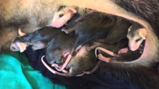 Baby opossums peeking out of mothers pouch [upl. by Tisbe888]