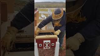 Horizontal Langstroth BeeHive Long Hive quot The Bee Barnquot 🐝 Part 2 [upl. by Strander908]