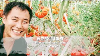 Costoluto Genovesa Tomato Review [upl. by Mines]