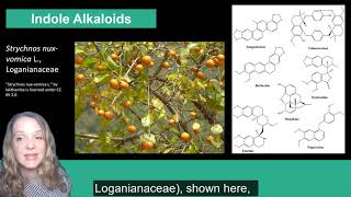 Plant Secondary Metabolism Alkaloids [upl. by Aurora746]