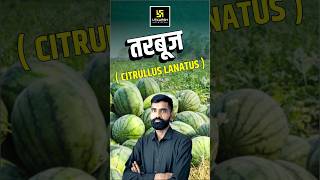 तरबूज  Citrullus Lanatus  watermalon shorts utkarshagricultureclasses gyarsilalsir [upl. by Gnod987]