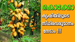 കൊക്കോ കൃഷിയിലൂടെ സ്ഥിരവരുമാനം നേടാം COCO KRISHI  KARSHIKA PARAMBARA [upl. by Ahsurej]