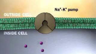 SodiumPotassium Pump  NaK ATPase  Active Transport [upl. by Assilrac]