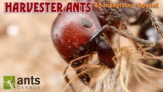 A Bearded Ant  Harvester Ants Thanksgiving Special Part 2 [upl. by Krall975]