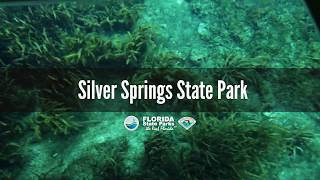 Firsthand Florida Fun Silver Springs State Park [upl. by Azilanna589]