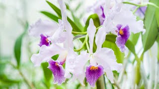 Episode 34 Cattleya canhamiana plus my 10 year hunt for a sweetly scented long lasting miniature [upl. by Matelda]