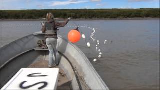 Drift Gillnetting Salmon on the Yukon River Alaska 2013 [upl. by Nnairak]