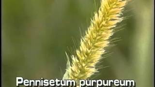 How to identify Napiergrass Pennisetum purpureum [upl. by Mosley]