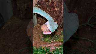 Blue Insularis Viper Injecting Venom to a Reptilink reptiles venomoussnake [upl. by Akeinahs]