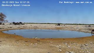 Okaukuejo Resort Wildlife Waterhole Live camera stream in the Etosha National Park in Namibia [upl. by Belloir]