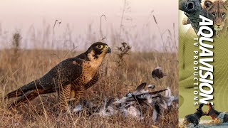 Peregrine Falcon Hunting 🦅  Falconeering [upl. by Greenlee]