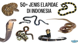 50 Jenis Ular Elapidae Cobra Krait Ular Cabai Ular Laut Taipan Death Adder dll di Indonesia [upl. by Yemiaj]