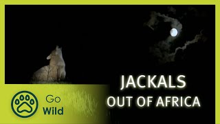 Jackals Out of Africa  Go Wild [upl. by Azerila]