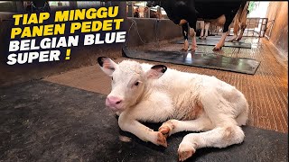 Breeding Sapi Terbesar Tiap Minggu Panen Pedet Belgian Blue super [upl. by Learsiy]