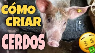 ¿Cómo empezar a CRIAR CERDOS sin fracasar en el intento 🐷  Puntos básicos  Mi experiencia 👩🏻‍🌾 [upl. by Ruthven]