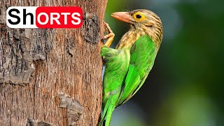 Lineated Barbet Feeding Babies In Hollow Tree – Bird Nest In Tree Cavity Lineated Barbet Sound 2 [upl. by Anaihs]