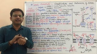 Local Anaesthetics Part 02  Mechanism of Action of Local Anaesthetics Agents  Local Anaesthetic [upl. by Heyde116]