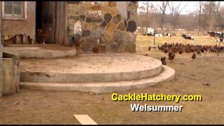 Welsummer Chicken Breed Breeder Flock  Cackle Hatchery [upl. by Howie]