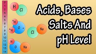 Acids And Bases Salts And pH Level  What Are Acids Bases And Salts  What Is The pH Scale Explained [upl. by Eelynnhoj368]