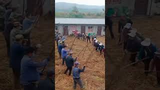 Traditional method for wheat Threshing [upl. by Hughes]