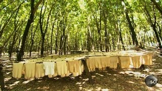 Natural Rubber  How Its Made [upl. by Marler]